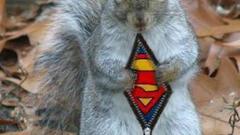 Superman funny squirrels