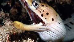 Surprise Islands Spotted eels