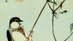 Swallow high Resolution