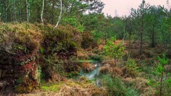 Swamp birch forests pine trees