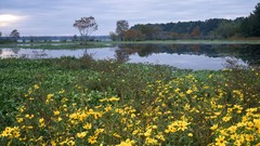 Swamp bloom Texas Parks