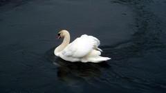Swan