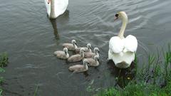 Swan Swans family bird