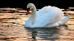 Swans