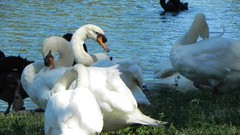 Swans