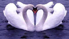 Swans