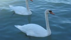 Swans