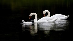 Swans
