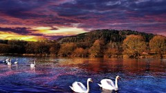 Swans