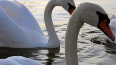 Swans Birds