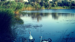 Swans lakes