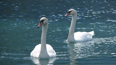 Swans water Lake bird