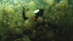 Swarm diver jellyfish