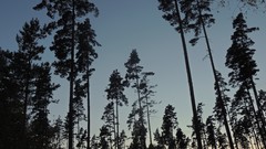 Sweden forests kosta