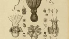 Sweet of Animals not