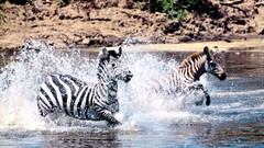Swim zebras