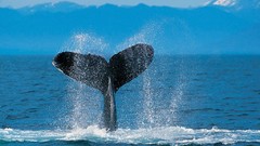 Swimming water tails Animals