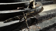 Sword guys! You kind wonder what kicks