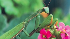 Sww praying mantis pink