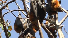 Sydney bats high City