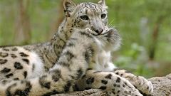 Tails mouth snow leopards