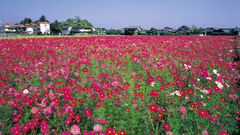 Takatsuki cosmos This one