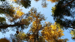 Tall Trees autumn fall