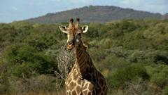 Tanzania Giraffes