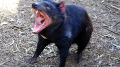 Tasmanian devil