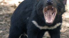 Tasmanian devil Animals wildlife