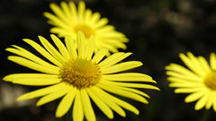 Tb mecsek yellow flower