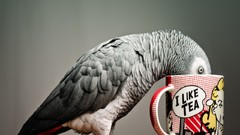 Tea Birds Parrots african grey parrot