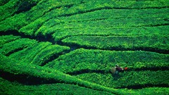 Tea plantation highlands Malaysia