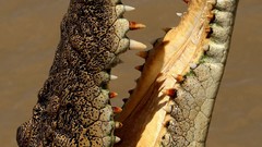 Teeth Crocodiles Jaws Reptiles