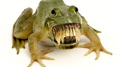 Teeth white background fangs Frogs Photo manipulation