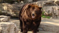 Tekken kuma grizzly bears