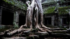 temple Angkor Wat Monastery abandoned ruins cambodia nature old