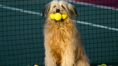 Tennis balls pets Animals