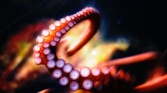 tentacles octopus Animals