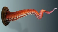 Tentacles octopuses