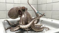 Tentacles Razor octopuses bathtubs