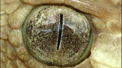 Terrible eye Wild reptile