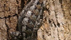 Texas spiny lizard trunk