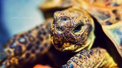 Text close-up Reptiles tortoises blurred background depth of 