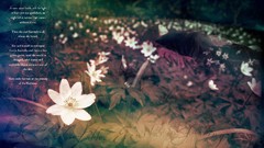 Text elves white flowers poetry multicolor artwork the lord of 