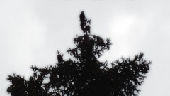 Text game of thrones A Song of Ice and Fire house stark Winter 