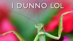 Text mantis funny meme