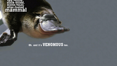Text platypus Mammals