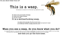 Text predator insects wasp