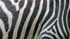 Textures animal print zebra print